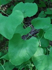 Aristolochia clematitis