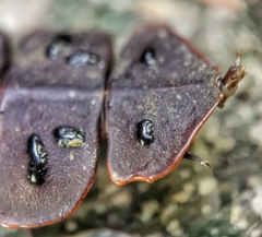 Platerodrilus ruficollis