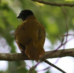 Saltator atriceps