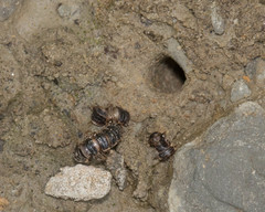 Cicindela
