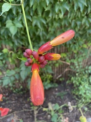 Campsis radicans
