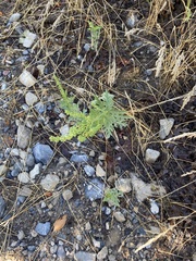 Ambrosia psilostachya