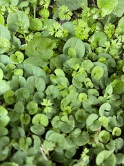 Dichondra