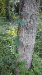 Toxicodendron radicans