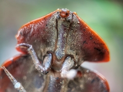 Platerodrilus ruficollis