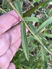 Eupatorium leucolepis