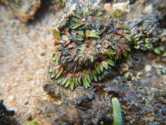 Riccia