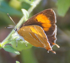 Thecla betulae