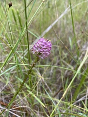Polygala cruciata