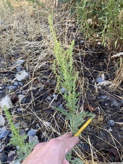 Ambrosia psilostachya