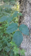 Toxicodendron radicans