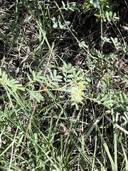 Desmanthus leptolobus