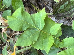 Carya cordiformis