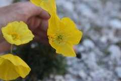 Papaver alpinum
