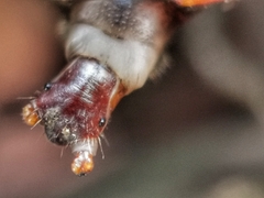 Platerodrilus ruficollis