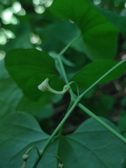 Aristolochia clematitis