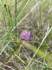 Polygala cruciata