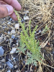 Ambrosia psilostachya