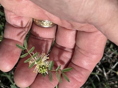 Desmanthus leptolobus