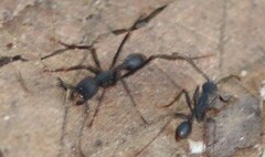 Eciton burchellii parvispinum