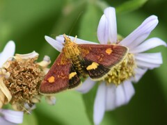 Pyrausta aurata