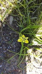 Moraea papilionacea