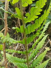 Dryopteris filix-mas