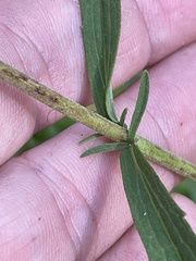 Eupatorium leucolepis