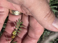 Desmanthus leptolobus