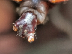 Platerodrilus ruficollis