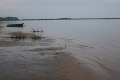 Charadrius hiaticula