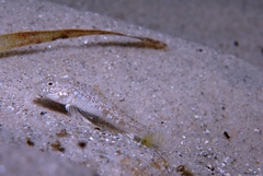 Favonigobius lateralis