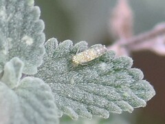 Eupteryx decemnotata