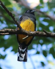 Trogon melanocephalus