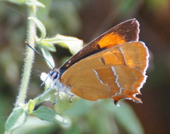 Thecla betulae