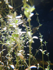 Crassula natans