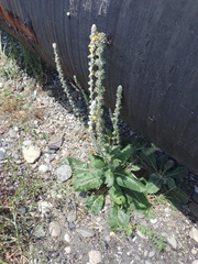 Verbascum gnaphalodes