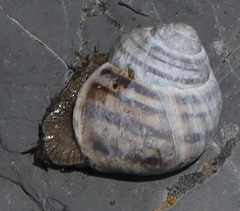 Helix lucorum