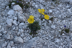 Papaver alpinum