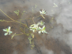 Crassula natans
