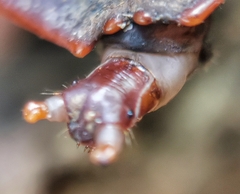 Platerodrilus ruficollis