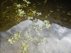 Crassula natans