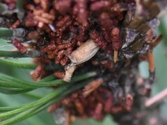 Acantholyda hieroglyphica