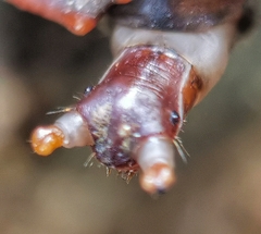 Platerodrilus ruficollis