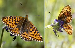 Boloria euphrosyne
