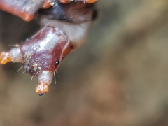 Platerodrilus ruficollis