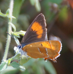Thecla betulae