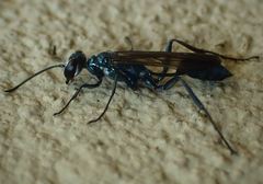 Chalybion bengalense