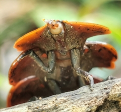 Platerodrilus ruficollis