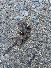 Nicrophorus defodiens